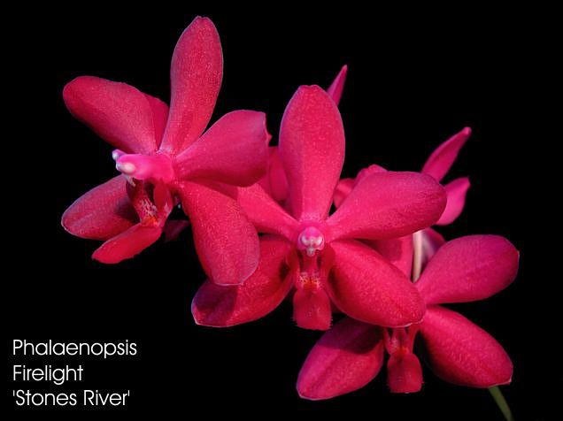 Phalaenopsis Firelight 'Stones River'