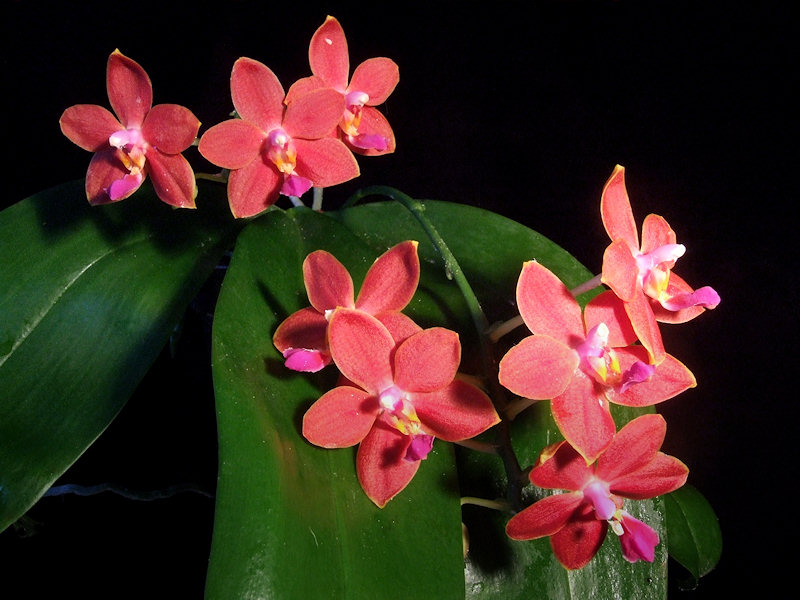 Phalaenopsis I-Hsin Salmon 'Copper Star'