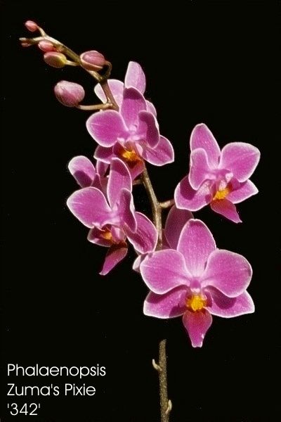 Phalaenopsis-Hybride Zuma's Pixie '342'