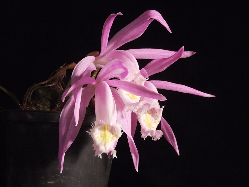 Pleione praecox 'Berggarten'