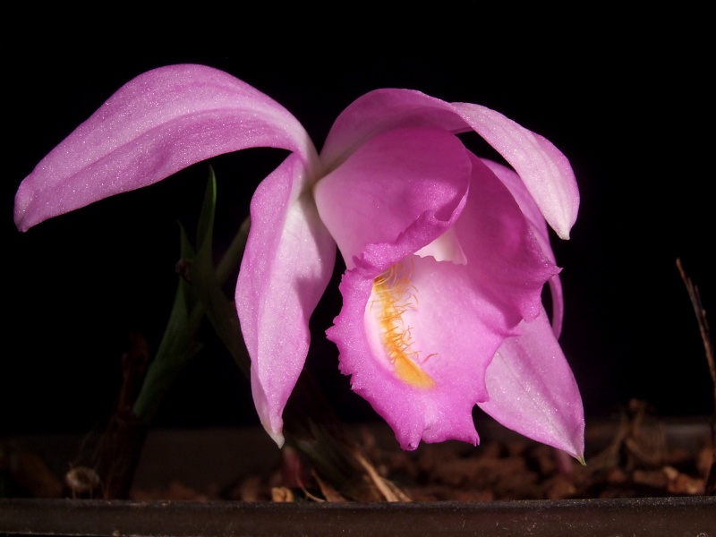 Pleione aurita