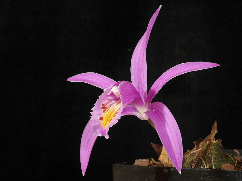 Pleione Lassen Peak