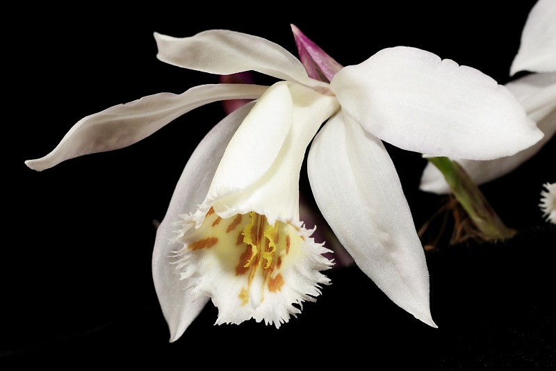 Pleione