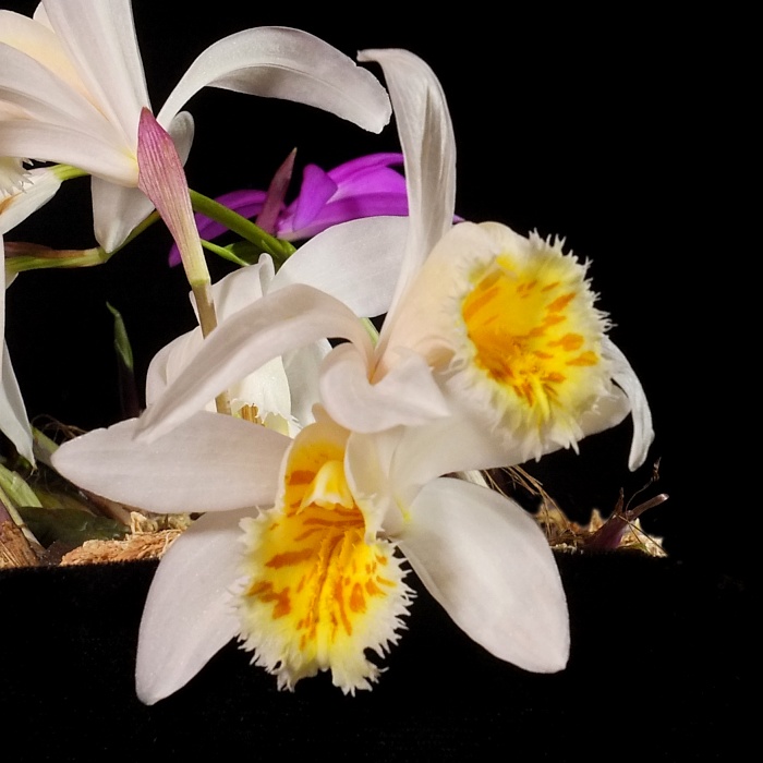 Pleione