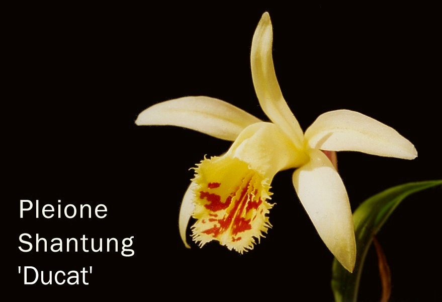 Pleione Shantung 'Ducat'