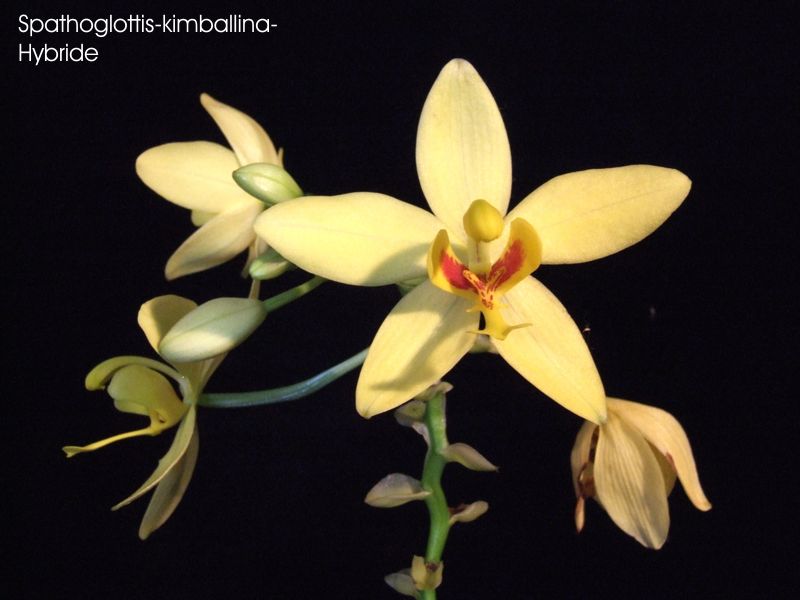 Spathoglottis-kimballina-Hybride