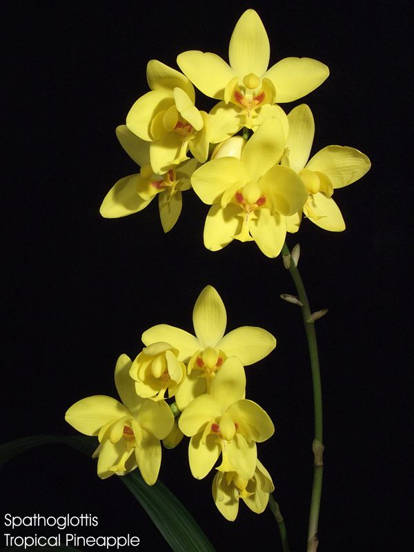 Spathoglottis Tropical Pineapple