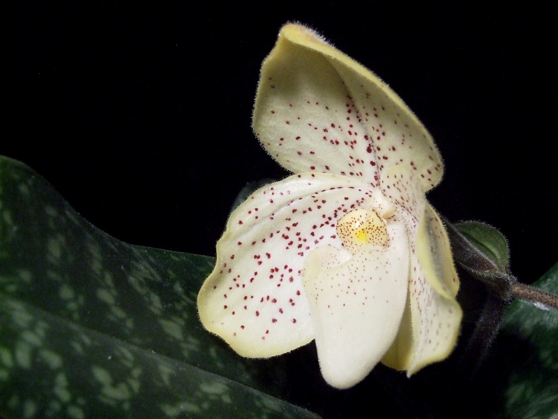 Paphiopedilum concolor