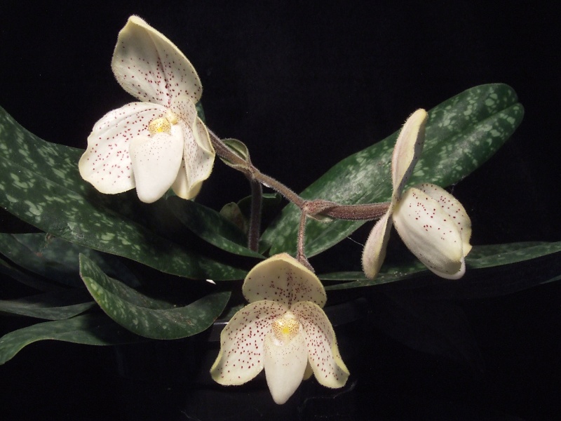 Paphiopedilum concolor