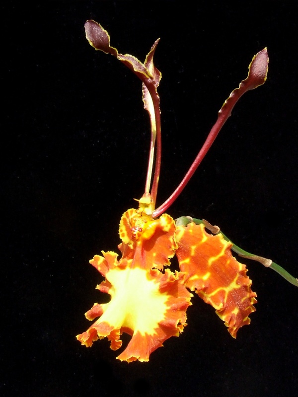 Psychopsis Mariposa 'GV'