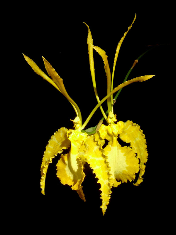 Psychopsis Mariposa 'Alba'