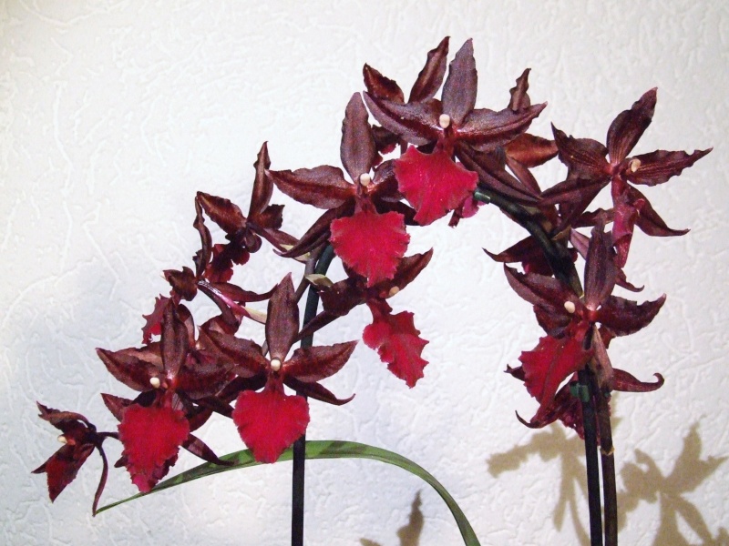 Colmanara Massai Red