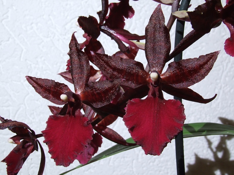 Colmanara Massai Red