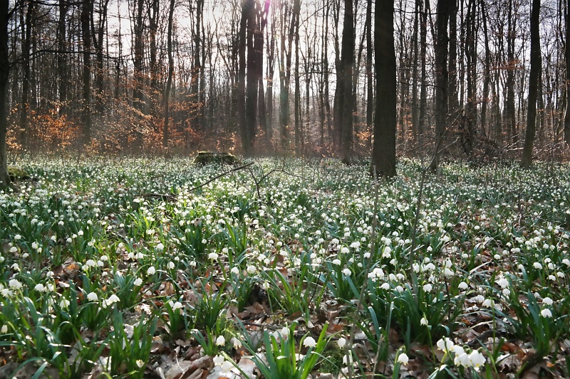 Märzenbecher im Oderwald