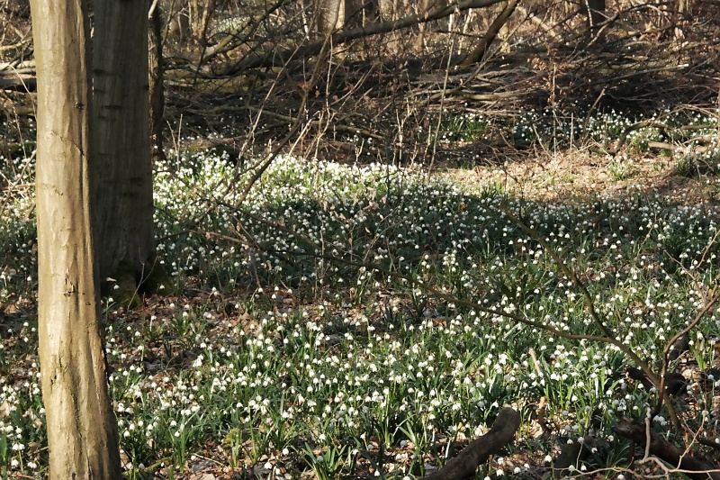 Märzenbecher im Oderwald