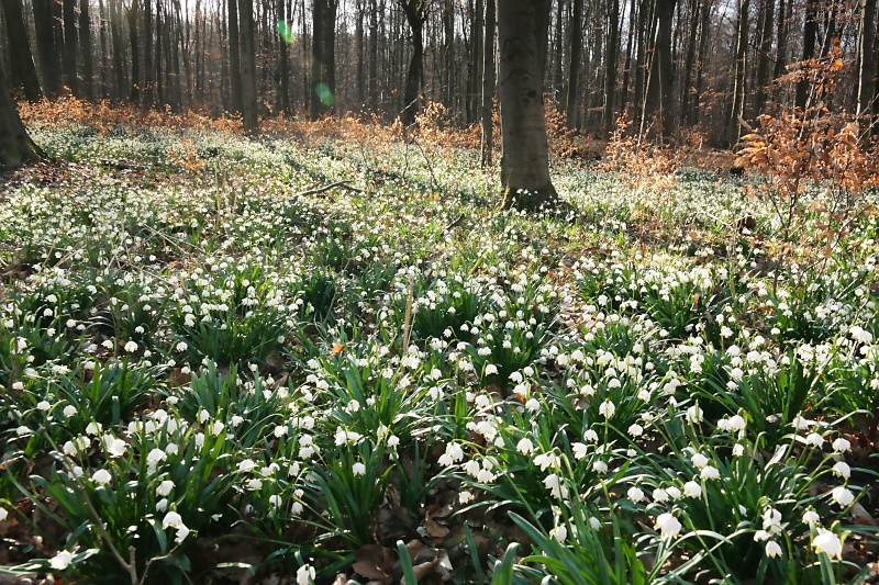 Märzenbecher im Oderwald