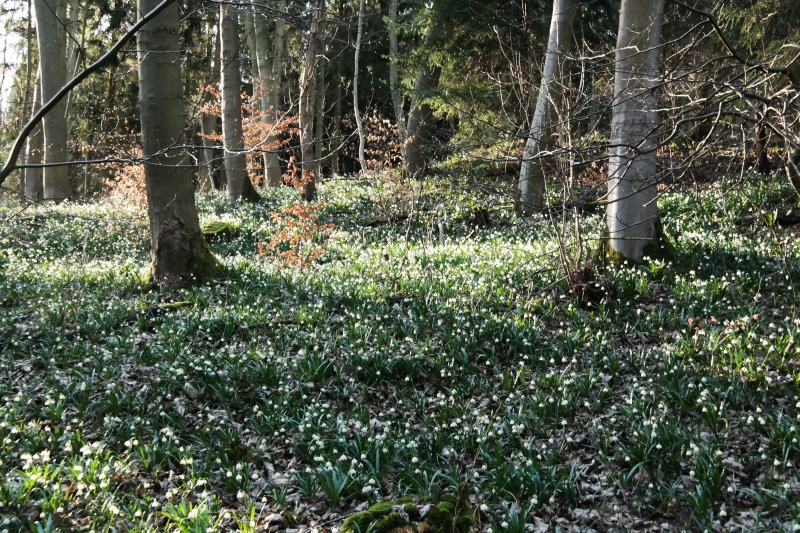 Märzenbecher im Oderwald