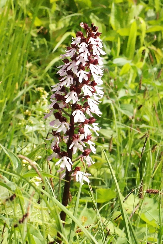 Orchideen und Diptam im Huy
