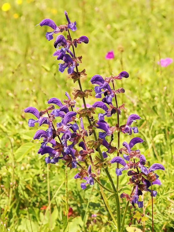 Orchideen und Diptam im Huy