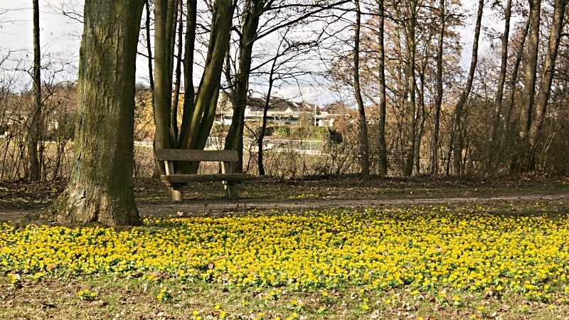 Winterlinge im Heidberg in Braunschweig
