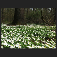 2014-04-01_Anemone_nemorosa_11.jpg