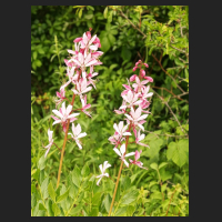 2015-05-31_Huy_12_Dictamnus_albus.jpg