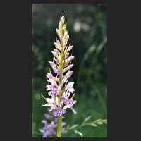 2016-06-06_Dactylorhiza_01.jpg