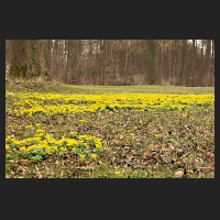 2017-03-04_Eranthis_Grauhof_03.jpg