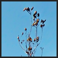 2021-04-28_Schluesselblumen_Liebenburg_t_1b_1_4.jpg