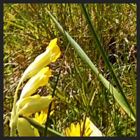 2021-04-28_Schluesselblumen_Liebenburg_t_1b_4_1.jpg