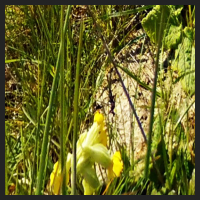 2021-04-28_Schluesselblumen_Liebenburg_t_1b_4_2.jpg