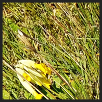 2021-04-28_Schluesselblumen_Liebenburg_t_1d_1_1.jpg
