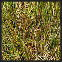 2021-04-28_Schluesselblumen_Liebenburg_t_1d_2_2.jpg