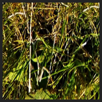 2021-04-28_Schluesselblumen_Liebenburg_t_1d_4_2.jpg