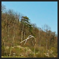 2021-04-28_Schluesselblumen_Liebenburg_t_1f_2_1.jpg