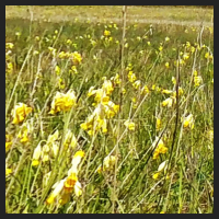 2021-04-28_Schluesselblumen_Liebenburg_t_1f_3_1.jpg