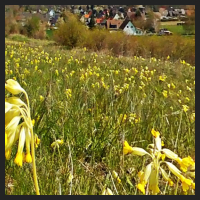 2021-04-28_Schluesselblumen_Liebenburg_t_1f_3_3.jpg