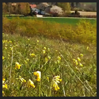 2021-04-28_Schluesselblumen_Liebenburg_t_1f_3_4.jpg