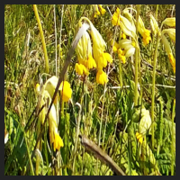 2021-04-28_Schluesselblumen_Liebenburg_t_1f_4_3.jpg