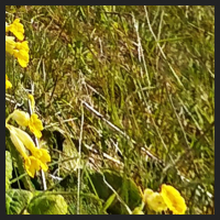 2021-04-28_Schluesselblumen_Liebenburg_t_1f_4_4.jpg