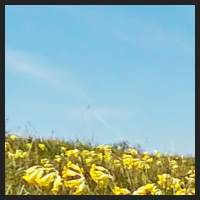 2021-04-28_Schluesselblumen_Liebenburg_t_1l_2_1.jpg