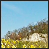2021-04-28_Schluesselblumen_Liebenburg_t_1l_2_2.jpg