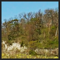 2021-04-28_Schluesselblumen_Liebenburg_t_1l_2_3.jpg