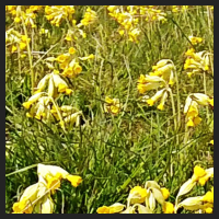 2021-04-28_Schluesselblumen_Liebenburg_t_1l_3_2.jpg