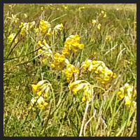 2021-04-28_Schluesselblumen_Liebenburg_t_1l_3_4.jpg