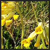 2021-04-28_Schluesselblumen_Liebenburg_t_1l_4_1.jpg