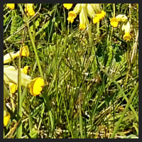 2021-04-28_Schluesselblumen_Liebenburg_t_1l_4_2.jpg