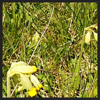 2021-04-28_Schluesselblumen_Liebenburg_t_1l_4_3.jpg