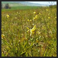 2021-04-28_Schluesselblumen_Liebenburg_t_1r_3_4.jpg