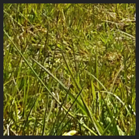 2021-04-28_Schluesselblumen_Liebenburg_t_1r_4_2.jpg
